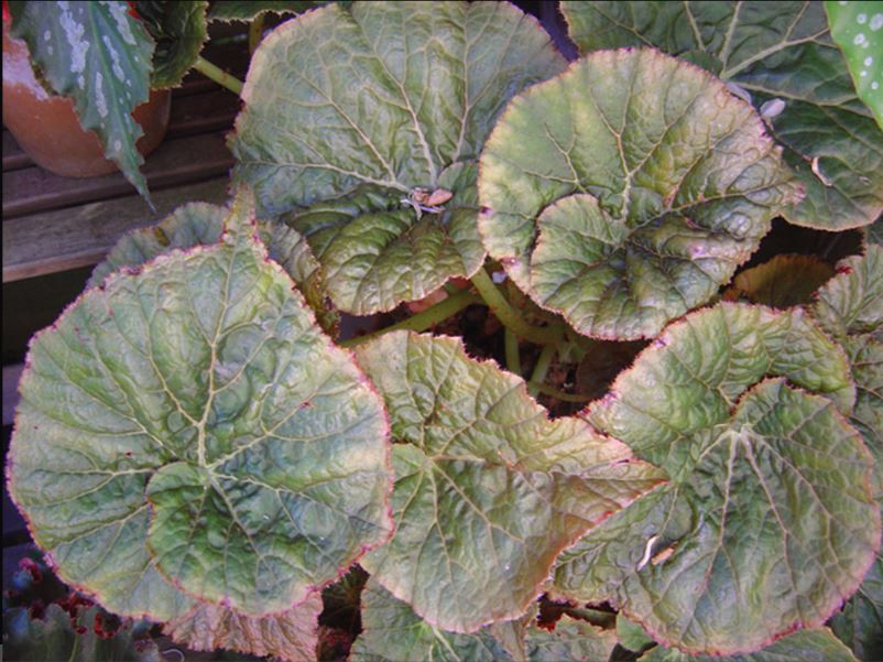 B. ‘Bess’